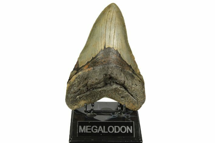 Giant, Fossil Megalodon Tooth - Foot Shark! #192472